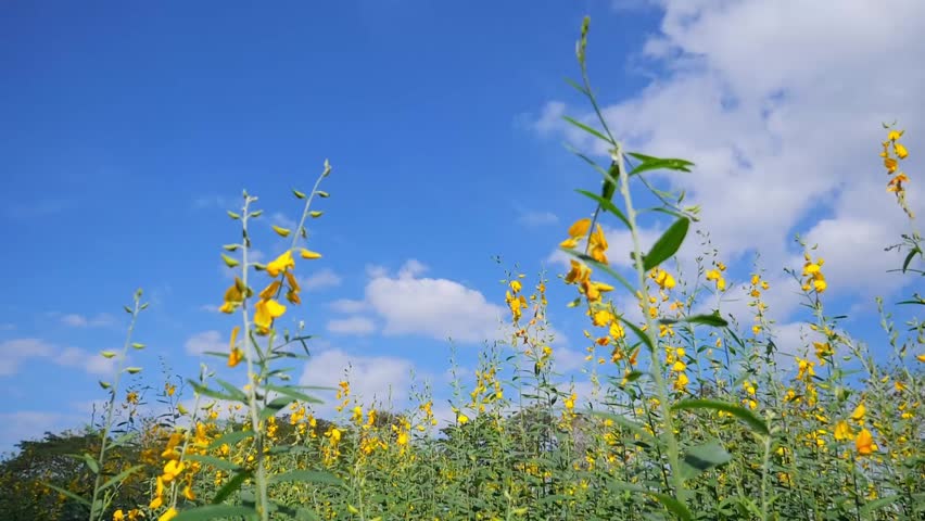 A field of vibrant yellow flowers blooms under a clear, bright blue sky filled with fluffy clouds. This photo captures the beauty and serenity of nature