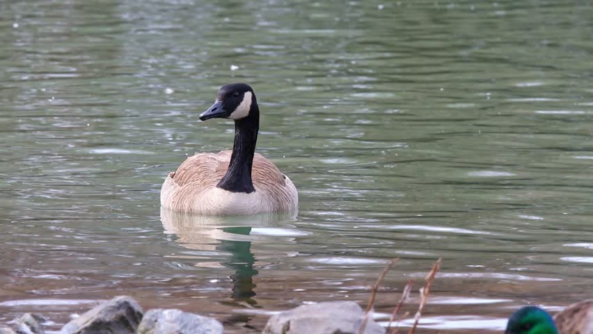 Goose and geese swimming and walking around pond