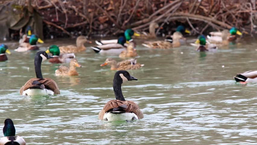 Goose and geese swimming and walking around pond