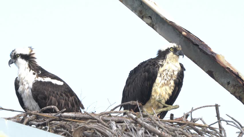 Pair of young ospreys sit on a nest build on top of an old rusty tower nature taking over structure concept
