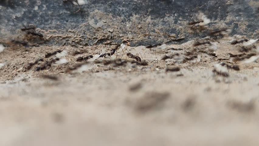 Close up of black garden ants transporting pupae on a colorful textured surface.