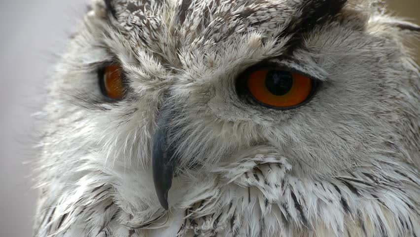 Majestic Close-Ups of a Striking Owl