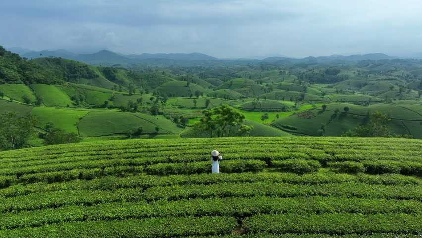 Asian woman wearing Vietnam culture traditional in green tea plantation, Vietnam.