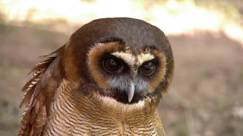 Owl