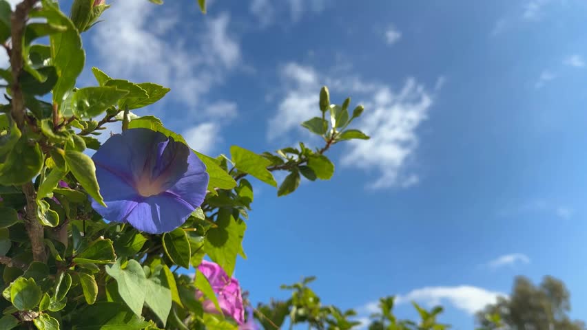 Morning glory flowers with vibrant green leaves against bright blue sky, ideal for background video
