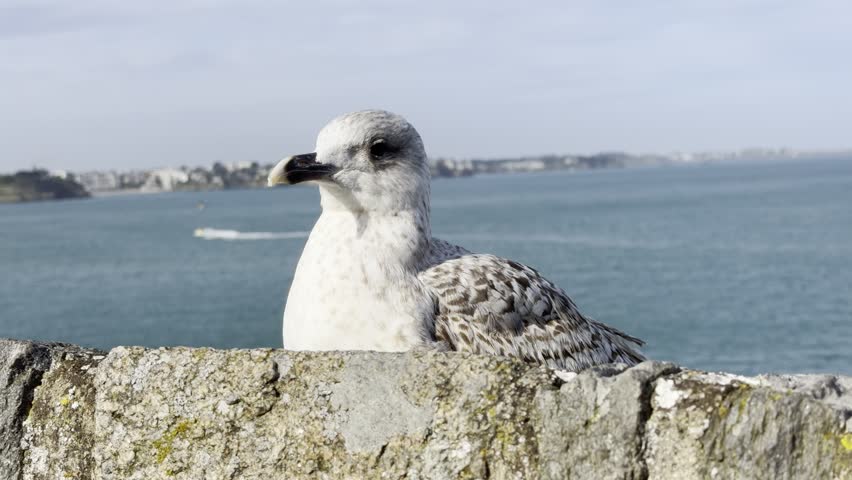 Close view of a herring gull Larus argentatus head on granite ramparts of Saint Malo, with sea and Breton coast behind, showing natural coastal bird behavior