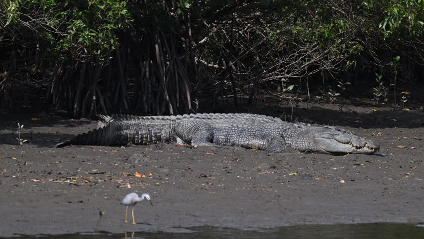 Big saltwater estuarine crocodile, Crocodylus porosus, lying lazy on the banks of Mowbray river near Port Douglas in tropical north Queensland, Australia.
