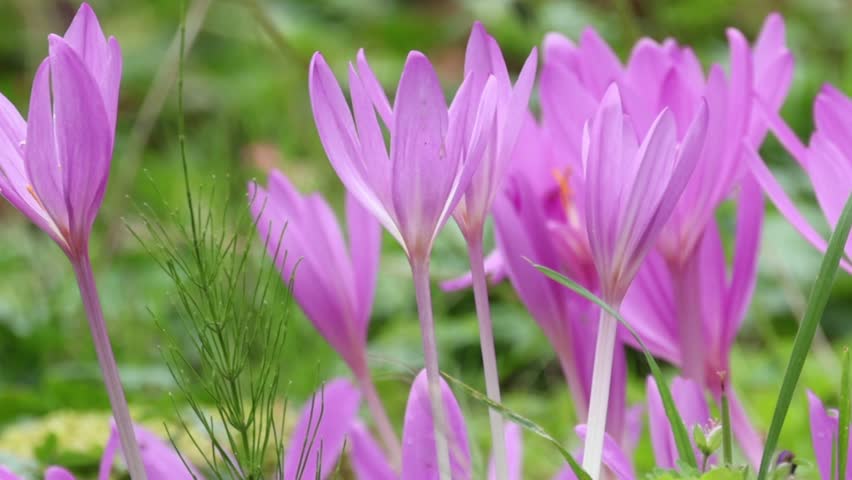 Close-up of autumn crocus, pink flowers in autumn, poisonous flowers, lilac-pink flowers blowing in the wind in the meadow, Colchicum autumnale