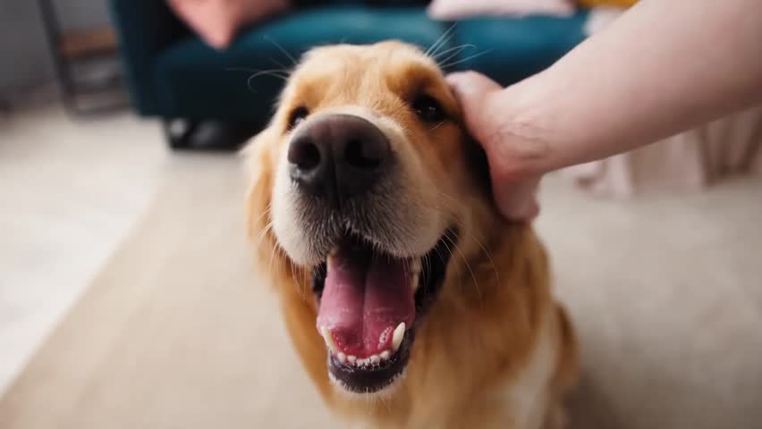 Close-up of a Golden Retriever sitting in a living room while its male owner pets and strokes the dog, highlighting happy pets and home companionship.
