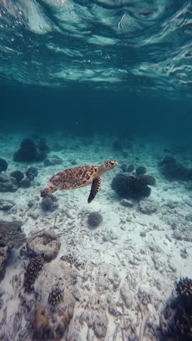 Turtle swimming in crystal clear turquoise waters in a tropical sea as it comes up for air