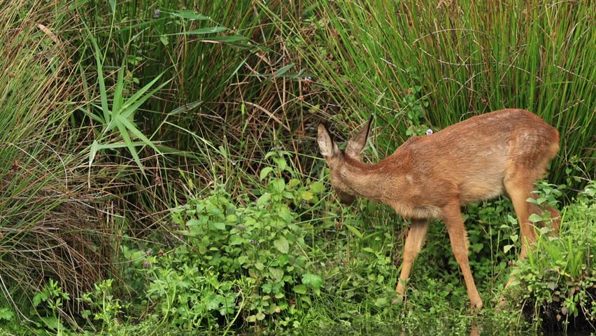 Deer on the overgrown bank, sweet deer walks cautiously among wildflowers, deer trudges through wildflowers, young deer on the overgrown bank, wild animals sniff at wild plants, Capreolus capreolus