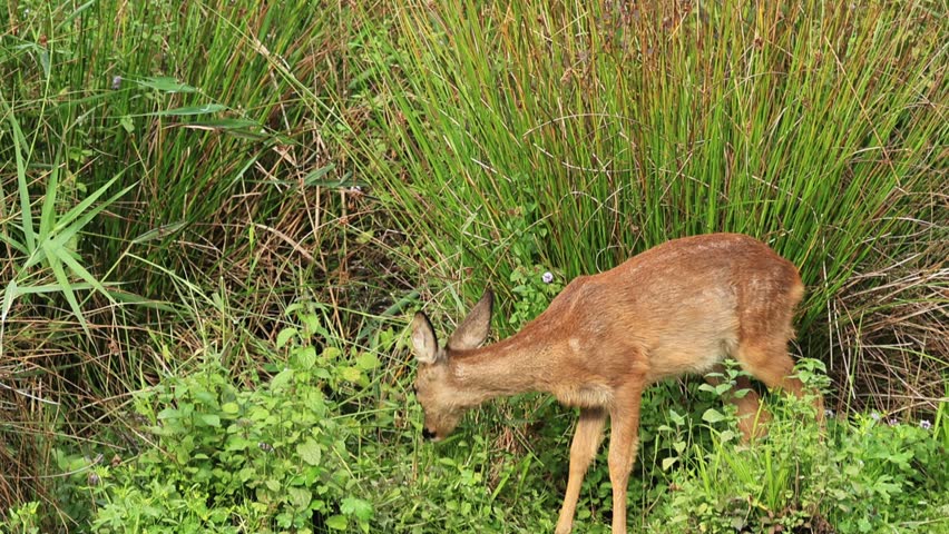 deer trudges through wildflowers, young deer on the overgrown bank, deer on the overgrown bank, sweet deer walks cautiously among wildflowers, wild animals sniff at wild plants, Capreolus capreolus
