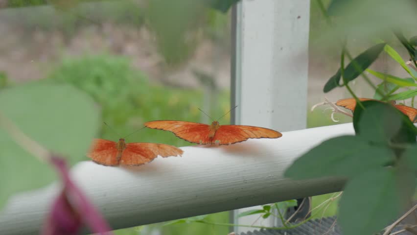 Orange Julia butterflies resting on a white railing