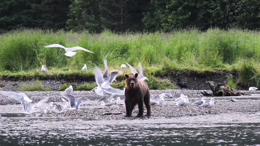 Bear On River Bank Scenting In River, Prince William Sound, Alaska