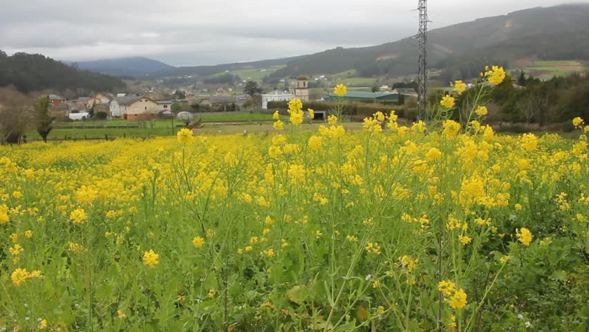 Detailed view of a turnip field in bloom at the heart of Lourenza, the land of the famous Faba bean (Haba de Lourenza). The yellow flowers represent the traditional crop rotation and fertile soil of this protected geographical indication area in Spain.