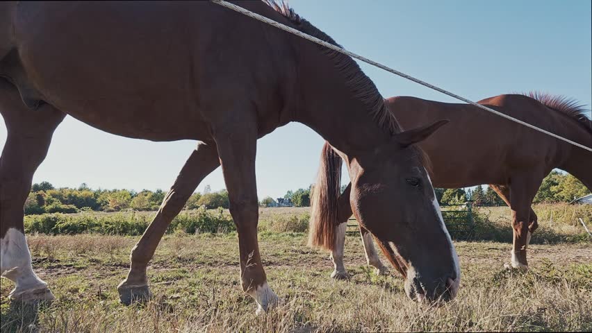 Idyllic summer scene: thoroughbred horses graze on a sunlit flowering field at an equestrian farm near Halifax, Nova Scotia,Canada. Group of beautiful horses enjoying fresh grass in peaceful landscape
