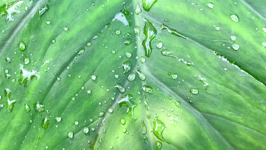 crystal water droplets on a vibrant green leaf with sunlight shadows
