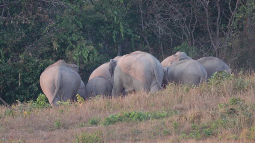 Witness a magnificent herd of Asian Elephants (Elephas maximus) as they gather at a natural salt lick to forage and socialise. Watch closely as these gentle giants engage in dust bathing, a fascinating natural behavior used to protect their skin from insects and the sun. This rare footage captures the strong family bonds within the herd, from the protective matriarch to the playful baby elephants, all within their lush tropical habitat.
