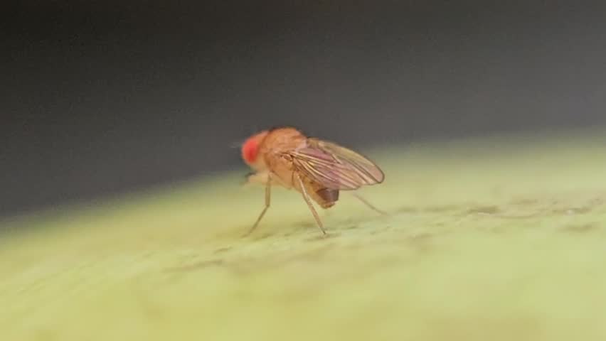 Macro Close Up of Fruit Fly Landing Moving and Taking Off on Surface with Detailed Wings and Shallow Depth of Field