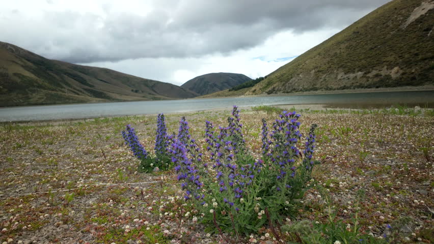Purple Wildflowers By Mountain Lake Under Storm Clouds
