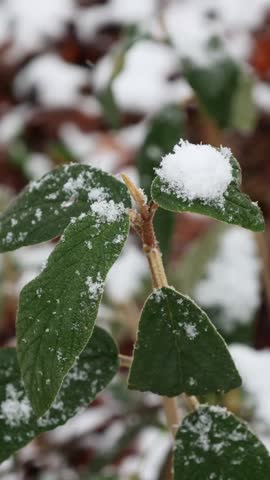 Green leaves on a plant branch covered in fresh white snow during winter
