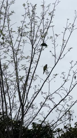 Parrots perched on thin tree branches against a soft gray sky in Athens, creating a calm urban wildlife scene with delicate silhouettes and natural contrast.