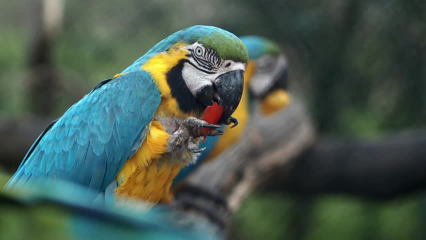 Macaw eats fruit in the rainforest habitat