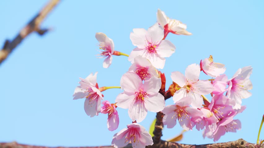 Blooming Sakura Flowers in Bright Spring Sunlight