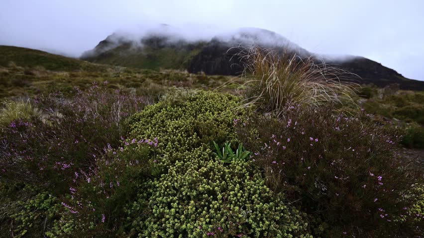 New Zealand, wild subtropical montane vegetation in mountainous terrain, humid foggy weather conditions with light drizzle
