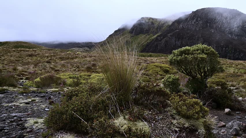 New Zealand, wild subtropical montane vegetation in mountainous terrain, humid foggy weather conditions with light drizzle