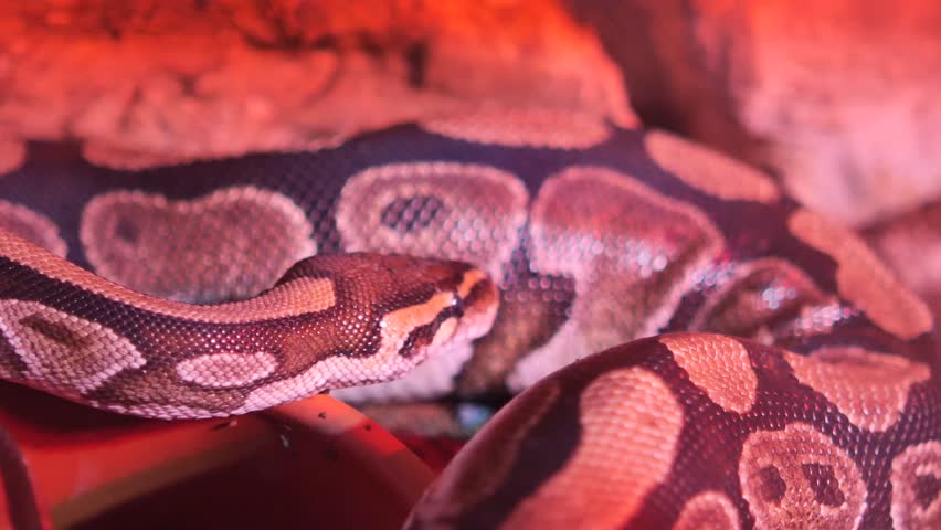 Python snake in habitat showing patterns and movement