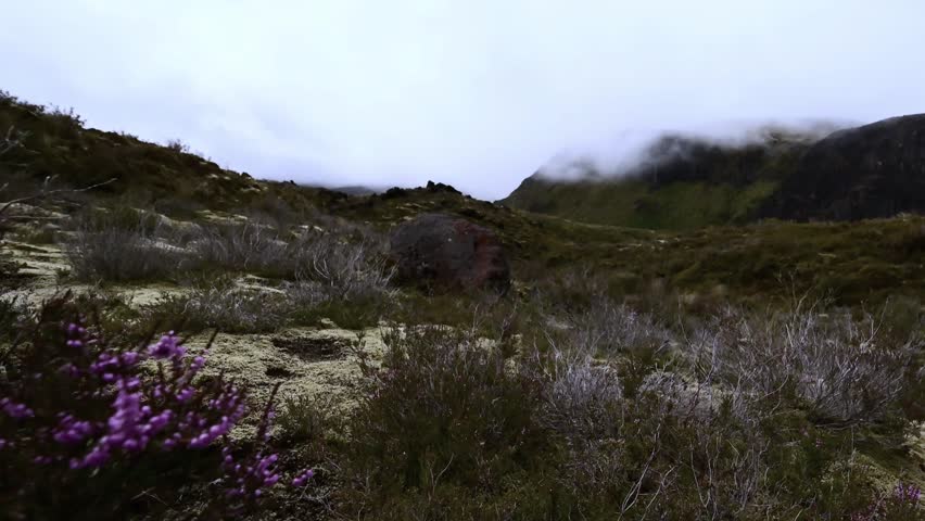 New Zealand, wild subtropical montane vegetation in mountainous terrain, humid foggy weather conditions with light drizzle