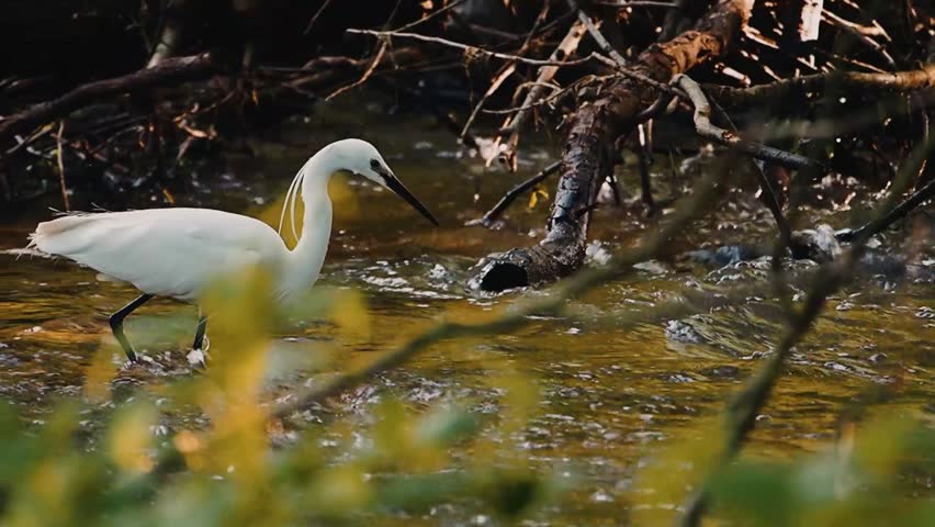 Little Egret Wading and Hunting for Fish in Shallow Forest Stream