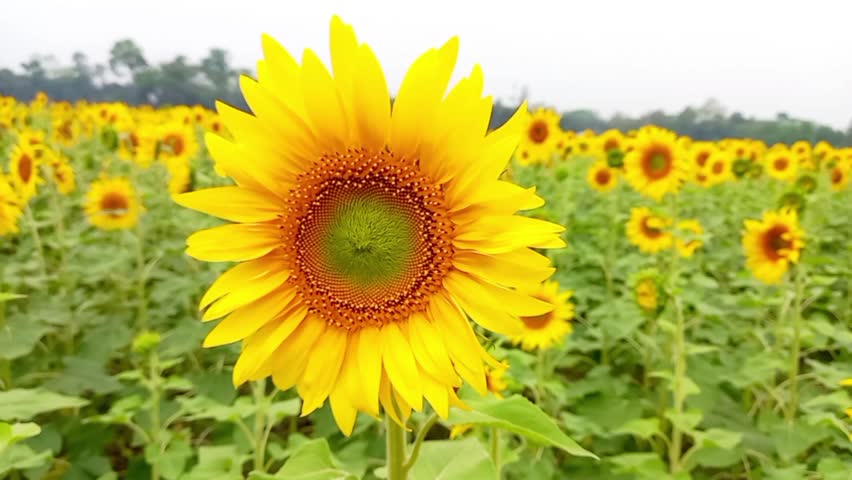 Close-up of a bright yellow sunflower in a field.