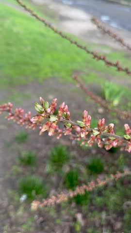 Close up of flowering fruit tree branch with pink buds starting to bloom in spring garden against blurred green background