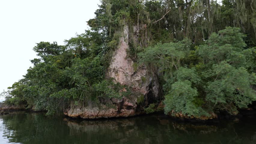 A stony riverbank overgrown with ferns and mangrove trees during low tide in the Okefenokee Swamp, (Okefenokee National Wildlife Refuge), USA