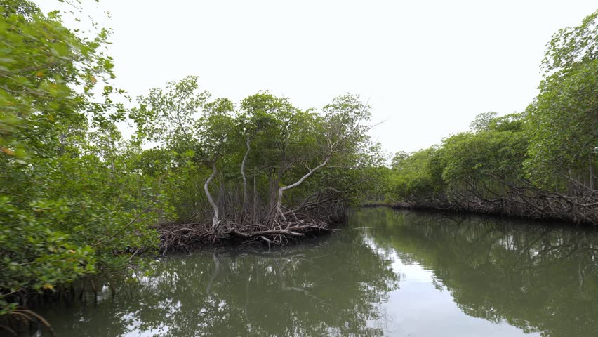 Shore of a small river densely overgrown with mangrove vegetation (mangroves) during low tide in the swamps of the Okefenokee Swamp (Okefenokee National Wildlife Refuge), USA
