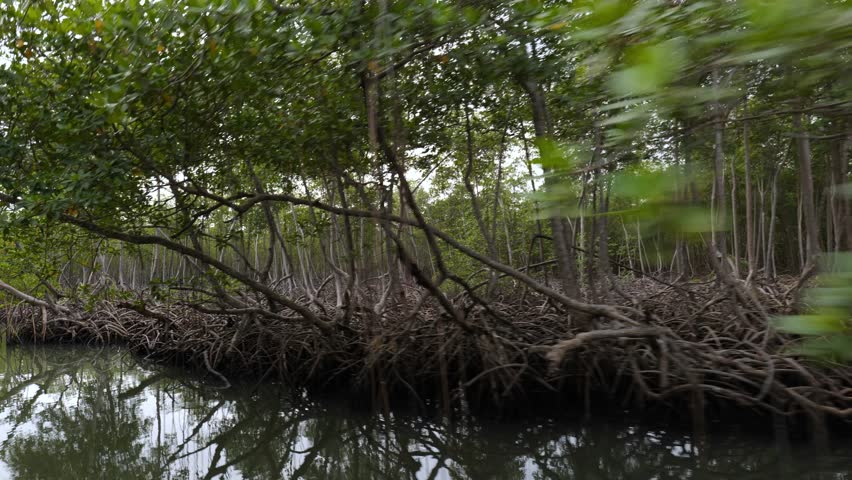 Shore of a small river densely overgrown with mangrove vegetation (mangroves) during low tide in the swamps of the Okefenokee Swamp (Okefenokee National Wildlife Refuge), USA