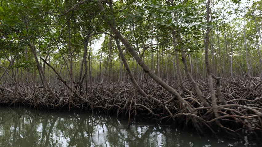 Shore of a small river densely overgrown with mangrove vegetation (mangroves) during low tide in the swamps of the Okefenokee Swamp (Okefenokee National Wildlife Refuge), USA