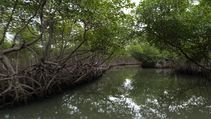 Shore of a small river densely overgrown with mangrove vegetation (mangroves) during low tide in the swamps of the Okefenokee Swamp (Okefenokee National Wildlife Refuge), USA