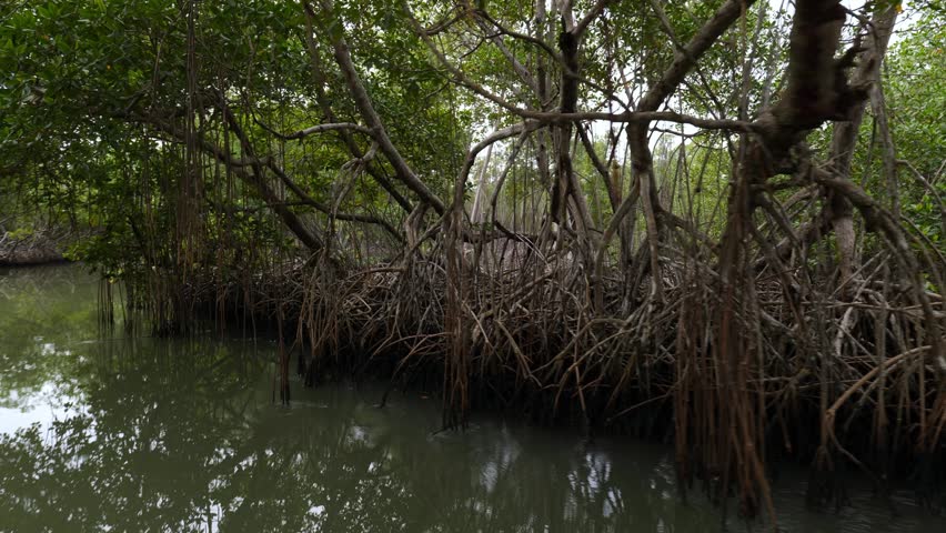 Shore of a small river densely overgrown with mangrove vegetation (mangroves) during low tide in the swamps of the Okefenokee Swamp (Okefenokee National Wildlife Refuge), USA