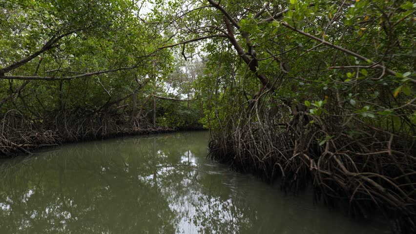 Shore of a small river densely overgrown with mangrove vegetation (mangroves) during low tide in the swamps of the Okefenokee Swamp (Okefenokee National Wildlife Refuge), USA