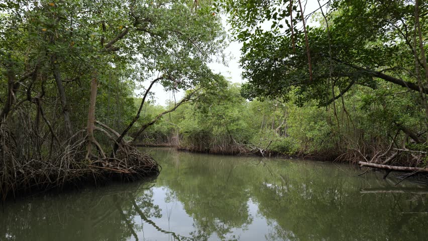 Shore of a small river densely overgrown with mangrove vegetation (mangroves) during low tide in the swamps of the Okefenokee Swamp (Okefenokee National Wildlife Refuge), USA