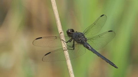 A male Slaty Skimmer (Libellula incesta) dragonfly clings to a reed in a marshy area in spring.