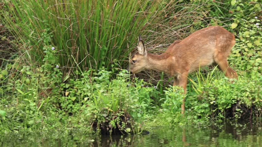 Deer on the overgrown bank, 
fawn eats wildflowers, deer trudges through wildflowers, young deer on the overgrown bank, wild animals sniff at wild plants, Capreolus capreolus