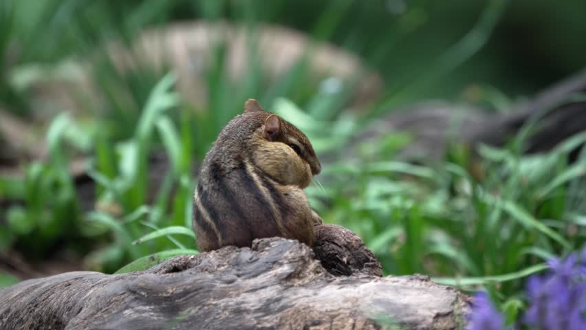 Chipmunk is digging and foraging in the grass next to a log. It is a sunny day in a natural setting with various plants and a few flowers in the background.