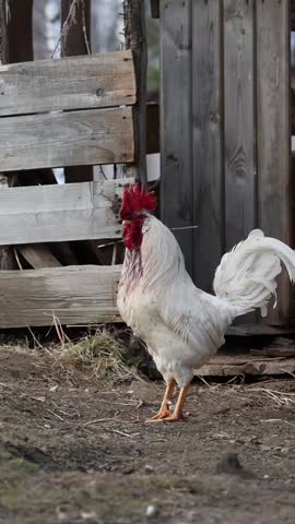 White rooster standing in front of rustic wooden barn in farmyard vertical shot