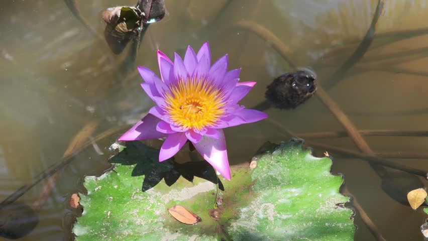 Purple lotus flowers in the pond.