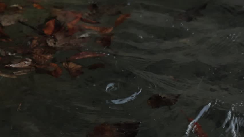 Close up of raindrops falling into water surface creating ripples and splashes, with floating autumn leaves drifting gently, capturing calm natural motion and peaceful atmosphere