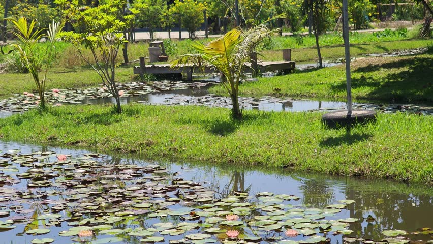 Lotus pond in the garden
